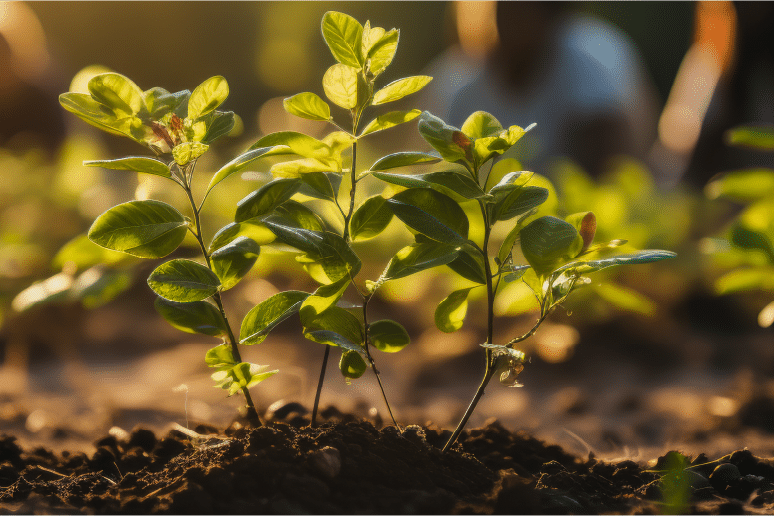 zoomed in picture of a plant with green leaves
